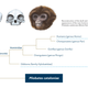 Illustration for article titled This Extinct Species is Changing What We Know About Early Ape Evolution